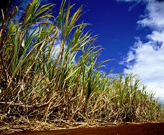 Campo caña de azúcar